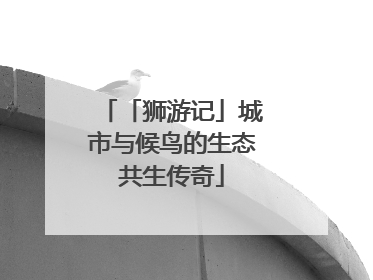 「狮游记」城市与候鸟的生态共生传奇
