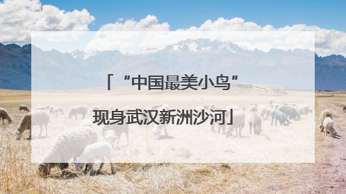 “中国最美小鸟”现身武汉新洲沙河