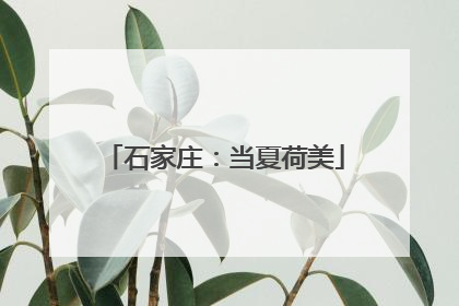 石家庄：当夏荷美