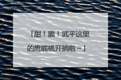 甜！脆！武平这里的鹰嘴桃开摘啦～