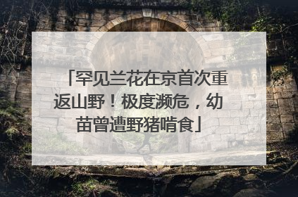 罕见兰花在京首次重返山野！极度濒危，幼苗曾遭野猪啃食