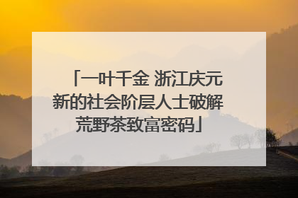 一叶千金 浙江庆元新的社会阶层人士破解荒野茶致富密码