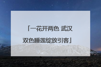 一花开两色 武汉双色睡莲绽放引客