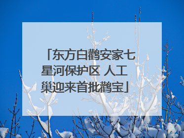 东方白鹳安家七星河保护区 人工巢迎来首批鹳宝