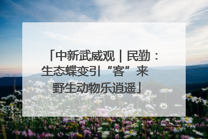 中新武威观｜民勤：生态蝶变引“客”来 野生动物乐逍遥