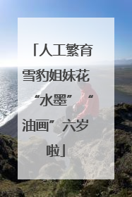 人工繁育雪豹姐妹花“水墨”“油画”六岁啦