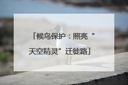 候鸟保护：照亮“天空精灵”迁徙路