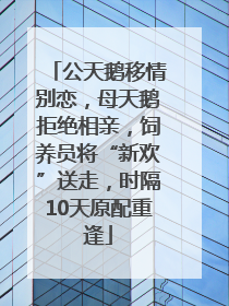 公天鹅移情别恋，母天鹅拒绝相亲，饲养员将“新欢”送走，时隔10天原配重逢