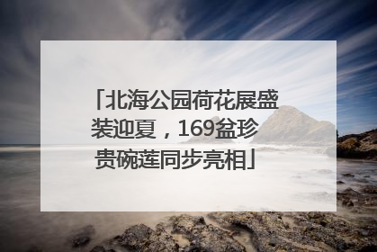 北海公园荷花展盛装迎夏，169盆珍贵碗莲同步亮相