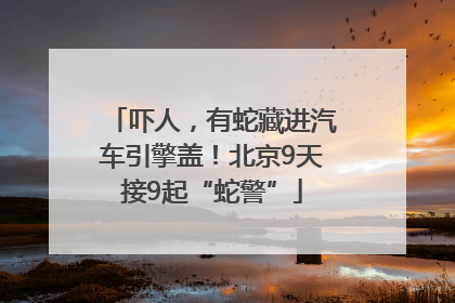 吓人，有蛇藏进汽车引擎盖！北京9天接9起“蛇警”