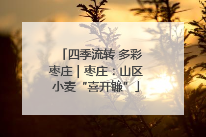 四季流转 多彩枣庄｜枣庄：山区小麦“喜开镰”