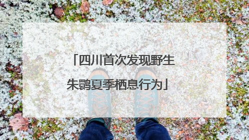 四川首次发现野生朱鹮夏季栖息行为