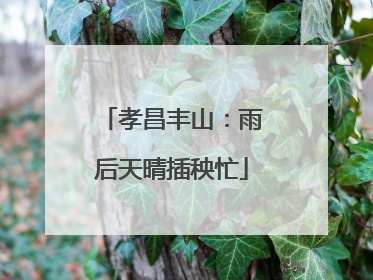 孝昌丰山：雨后天晴插秧忙