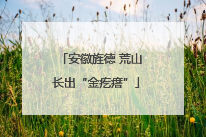 安徽旌德 荒山长出“金疙瘩”