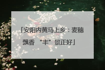 安阳内黄马上乡：麦穗飘香 “丰”景正好