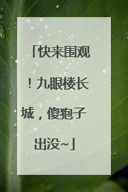 快来围观！九眼楼长城，傻狍子出没~
