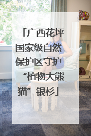 广西花坪国家级自然保护区守护“植物大熊猫”银杉