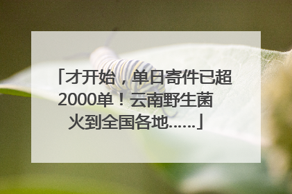 才开始，单日寄件已超2000单！云南野生菌火到全国各地……