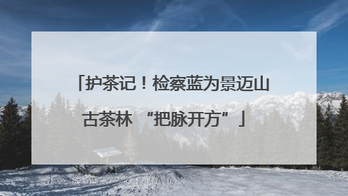 护茶记！检察蓝为景迈山古茶林 “把脉开方”