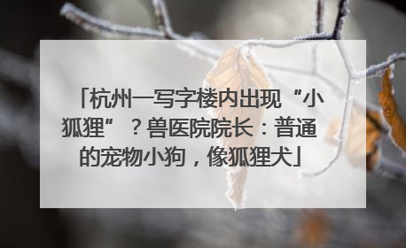 杭州一写字楼内出现“小狐狸”？兽医院院长：普通的宠物小狗，像狐狸犬