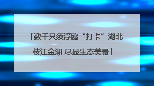 数千只须浮鸥“打卡”湖北枝江金湖 尽显生态美景