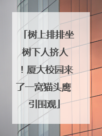 树上排排坐 树下人挤人！厦大校园来了一窝猫头鹰引围观