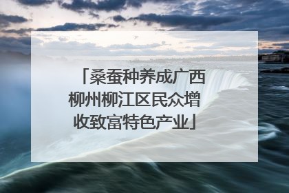 桑蚕种养成广西柳州柳江区民众增收致富特色产业