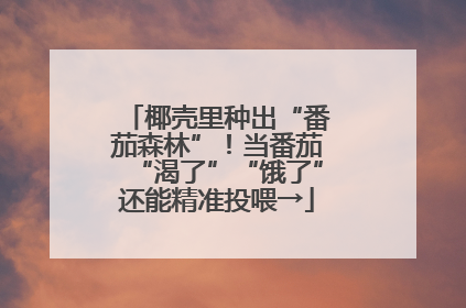 椰壳里种出“番茄森林”！当番茄“渴了”“饿了”还能精准投喂→