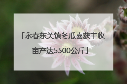 永春东关镇冬瓜喜获丰收 亩产达5500公斤