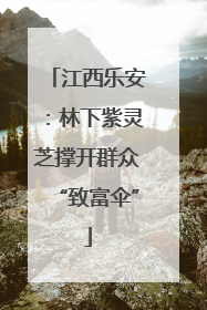 江西乐安：林下紫灵芝撑开群众“致富伞”