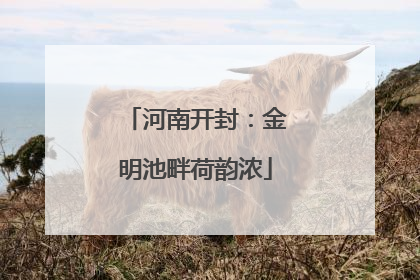 河南开封：金明池畔荷韵浓