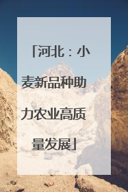 河北：小麦新品种助力农业高质量发展