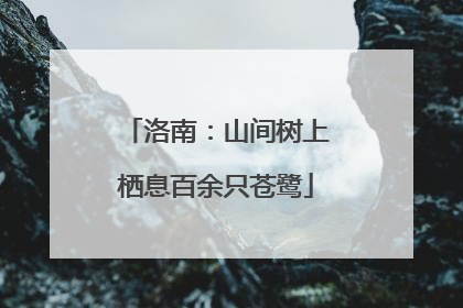 洛南：山间树上栖息百余只苍鹭