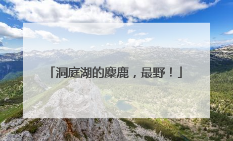 洞庭湖的麋鹿，最野！