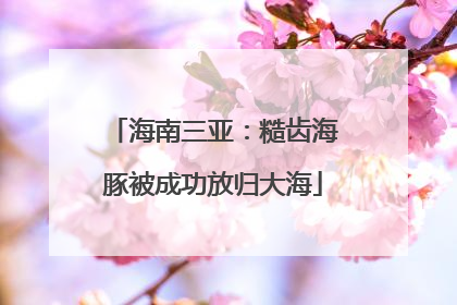 海南三亚：糙齿海豚被成功放归大海