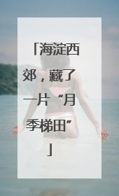 海淀西郊，藏了一片“月季梯田”