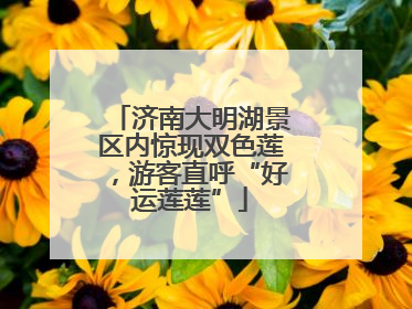 济南大明湖景区内惊现双色莲，游客直呼“好运莲莲”