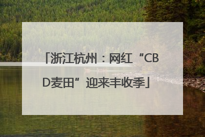 浙江杭州：网红“CBD麦田”迎来丰收季