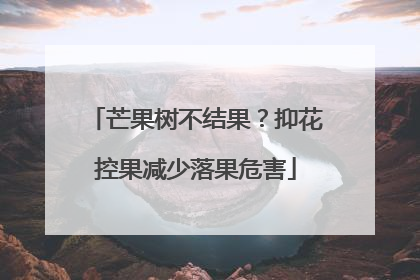 芒果树不结果？抑花控果减少落果危害