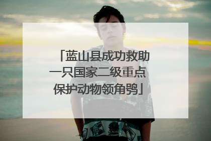 蓝山县成功救助一只国家二级重点保护动物领角鸮