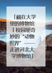 藏在大学里的博物馆丨校园里奇妙的“动物世界”——走进河北大学博物馆