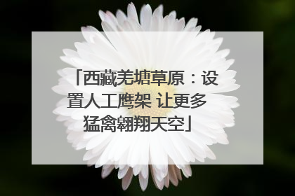 西藏羌塘草原：设置人工鹰架 让更多猛禽翱翔天空