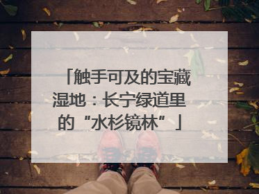 触手可及的宝藏湿地：长宁绿道里的“水杉镜林”