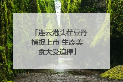 连云港头茬豆丹捕捉上市 生态美食大受追捧