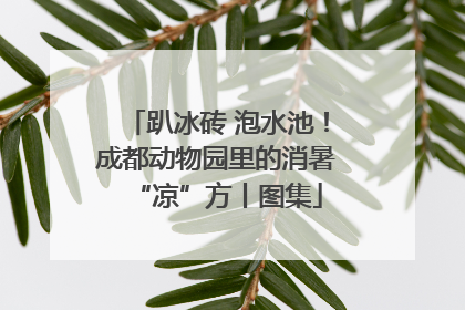 趴冰砖 泡水池！成都动物园里的消暑“凉”方丨图集