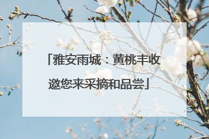 雅安雨城：黄桃丰收 邀您来采摘和品尝