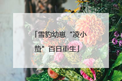 雪豹幼崽“凌小蛰”百日重生