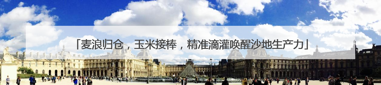 麦浪归仓，玉米接棒，精准滴灌唤醒沙地生产力