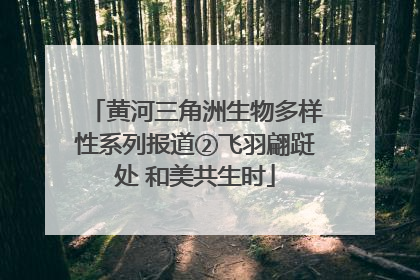 黄河三角洲生物多样性系列报道②飞羽翩跹处 和美共生时
